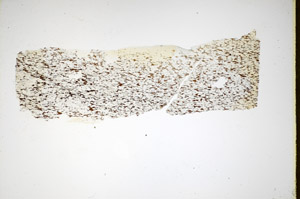 Plane Polarized, S84908