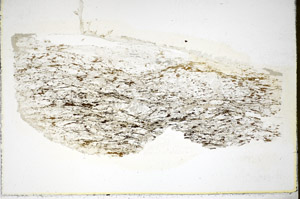 Plane Polarized, S84913