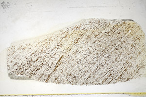 Plane Polarized, S84915