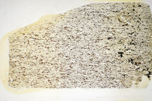 Plane Polarized, S84917