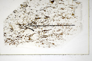 Plane Polarized, S84932