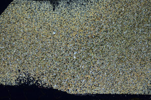 Cross Polarized, S84934