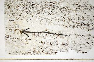 Plane Polarized, S84940