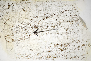 Plane Polarized, S84941