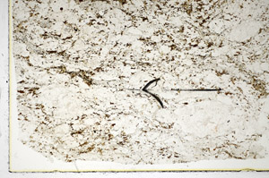 Plane Polarized, S84946