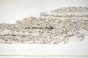 Plane Polarized, S84951