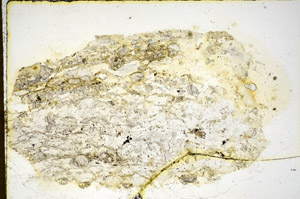 Plane Polarized, S84960