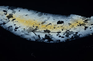 Cross Polarized, S84963