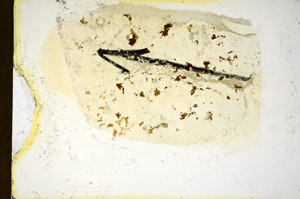 Plane Polarized, S84966