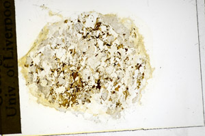 Plane Polarized, S84969