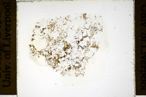 Plane Polarized, S84969/A