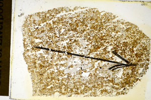 Plane Polarized, S84970