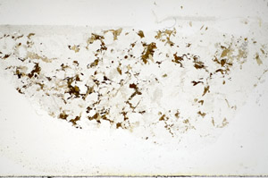 Plane Polarized, S84971