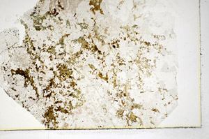 Plane Polarized, S84973