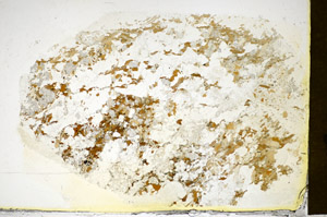 Plane Polarized, S84977