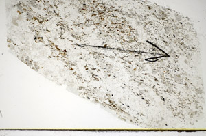 Plane Polarized, S84980