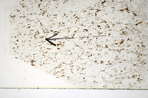 Plane Polarized, S85002