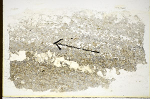 Plane Polarized, S85024