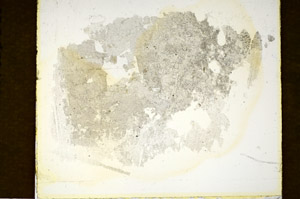 Plane Polarized, S85025