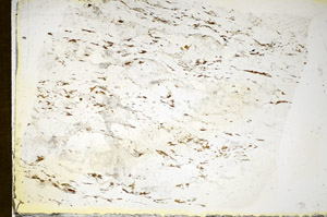 Plane Polarized, S85028