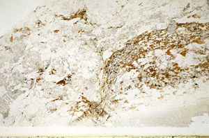 Plane Polarized, S85033