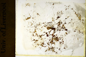 Plane Polarized, S85036
