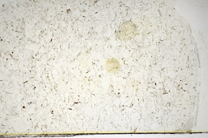 Plane Polarized, S85042