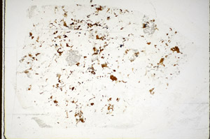 Plane Polarized, S85043