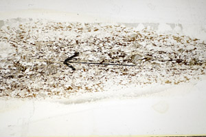 Plane Polarized, S85064