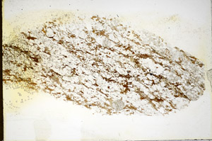 Plane Polarized, S85067