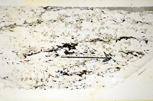 Plane Polarized, S85068