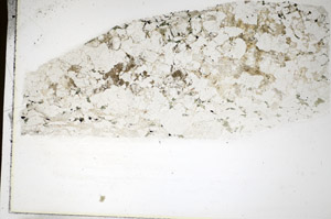 Plane Polarized, S85072