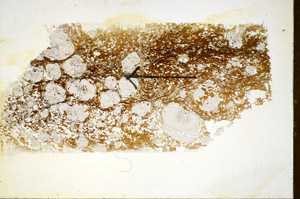 Plane Polarized, S85073