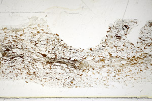 Plane Polarized, S85079