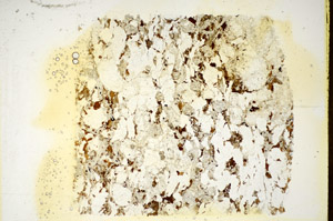 Plane Polarized, S85082