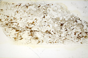 Plane Polarized, S85087