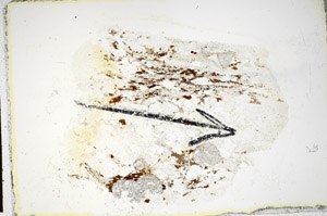 Plane Polarized, S85096