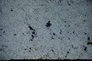 Cross Polarized, S85109