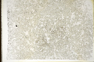 Plane Polarized, S85110