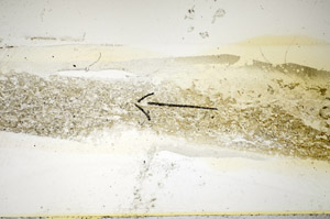 Plane Polarized, S85119