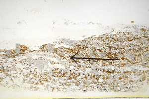Plane Polarized, S85126