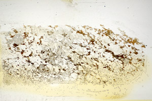 Plane Polarized, S85153
