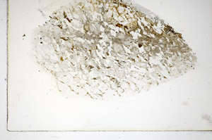 Plane Polarized, S85157