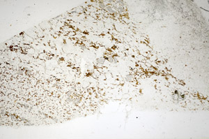 Plane Polarized, S85159