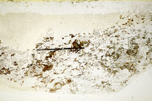 Plane Polarized, S85162