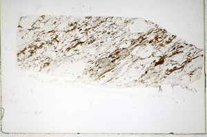 Plane Polarized, S85163