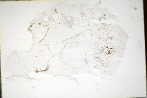 Plane Polarized, S85166
