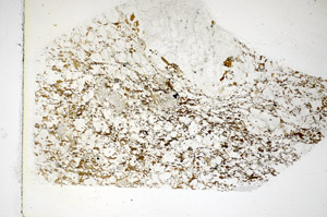 Plane Polarized, S85171