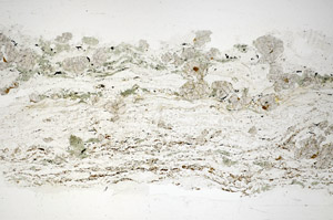 Plane Polarized, S85182