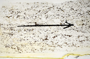 Plane Polarized, S85198
